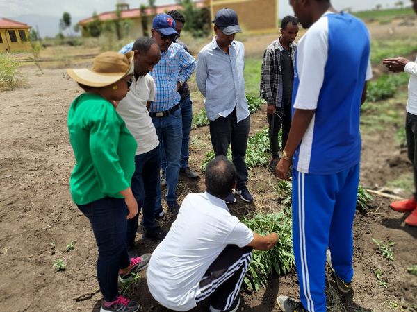 A visit to Mehoni Agricultural Research and Innovation Farm